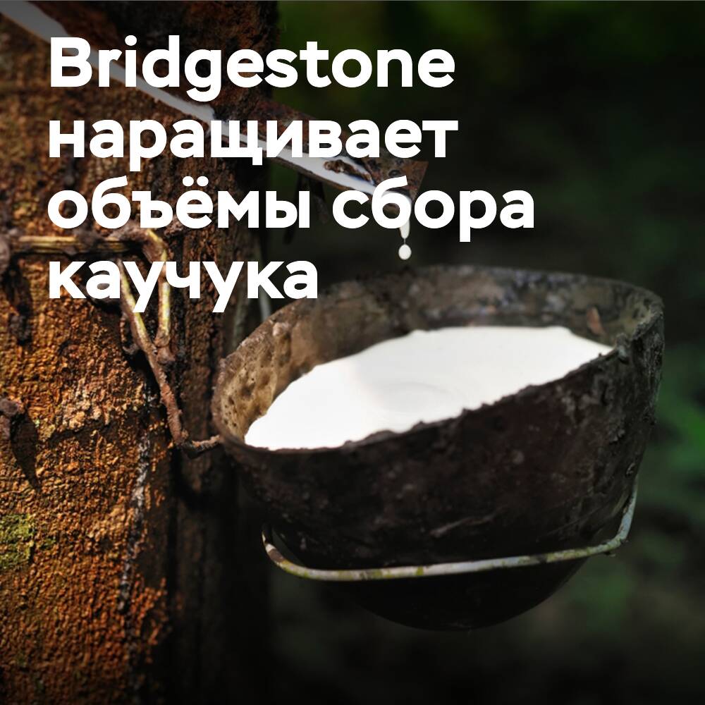 Bridgestone инвестирует в увеличение объемов сбора каучука