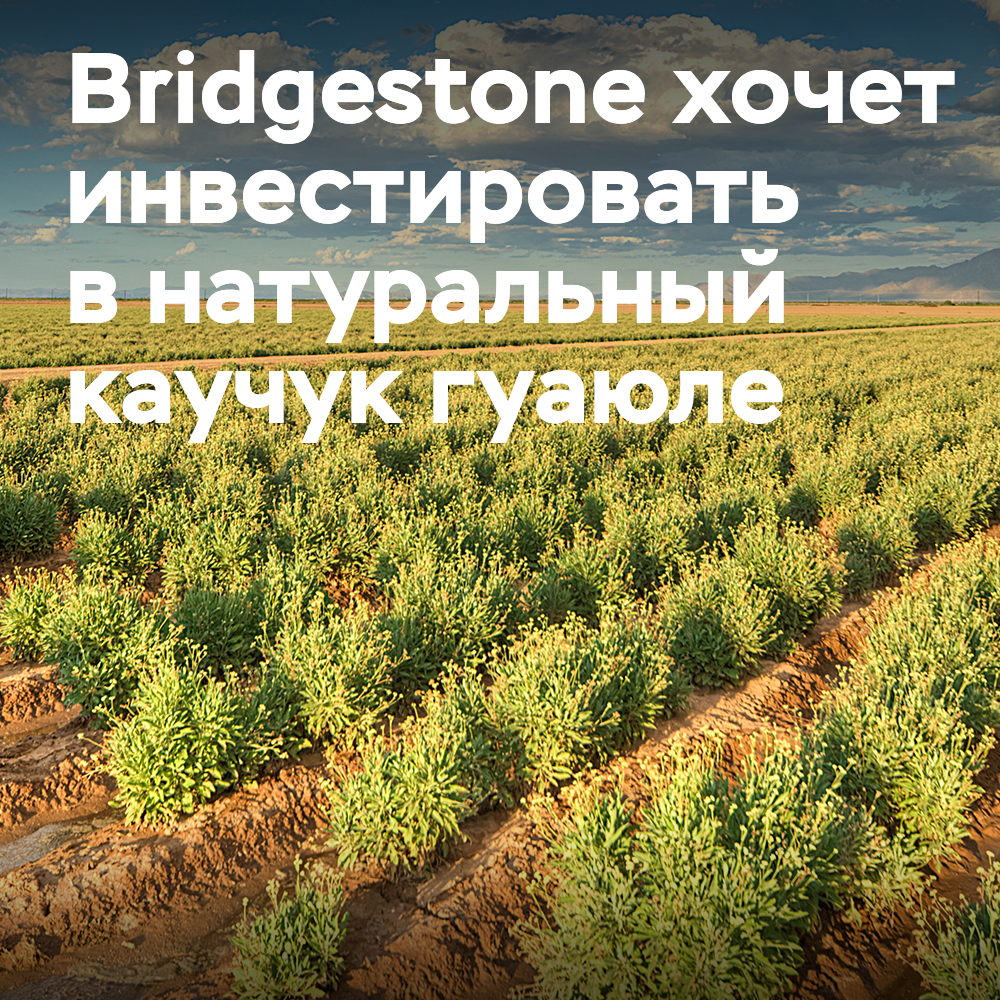 Bridgestone планирует коммерциализировать натуральный каучук гуаюле