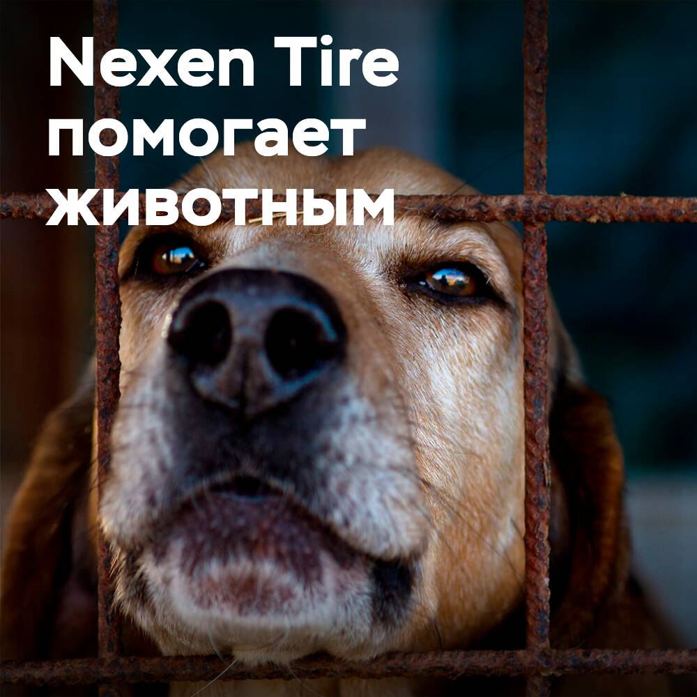 Nexen Tire сотрудничает со спасательными станциями для животных