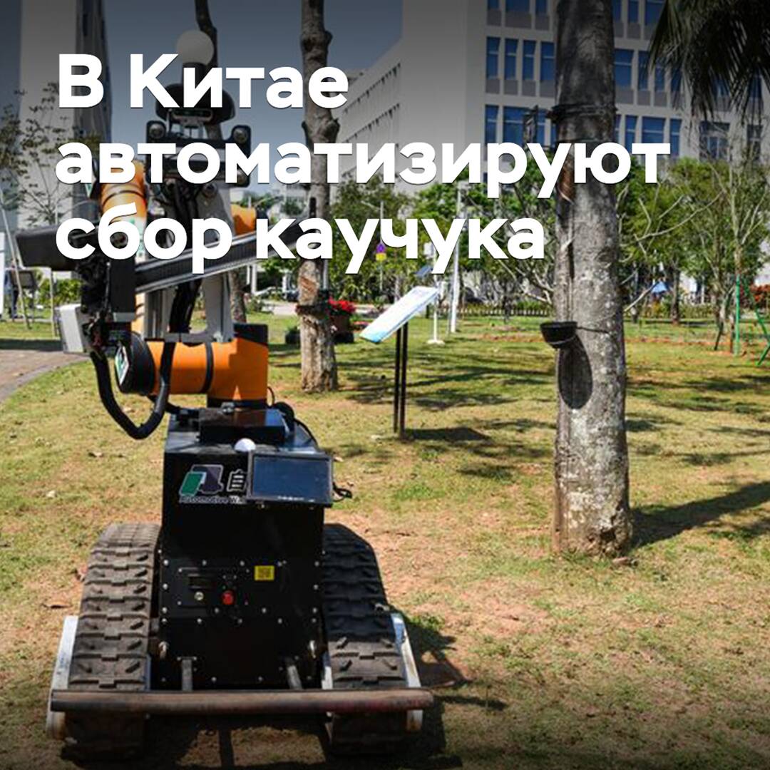 В Китае автоматизируют сбор натурального каучука