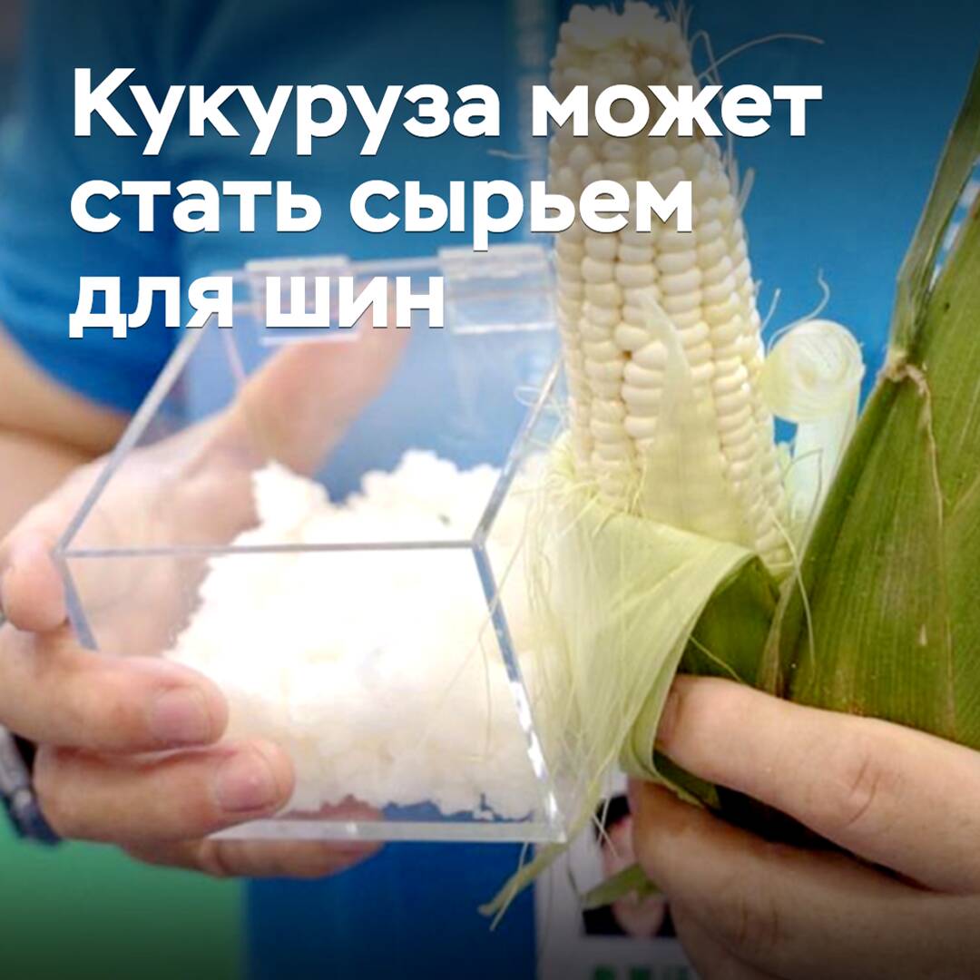 Кукурузу признали потенциальным сырьем для шинной отрасли