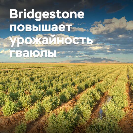 Bridgestone повышает урожайность гваюлы