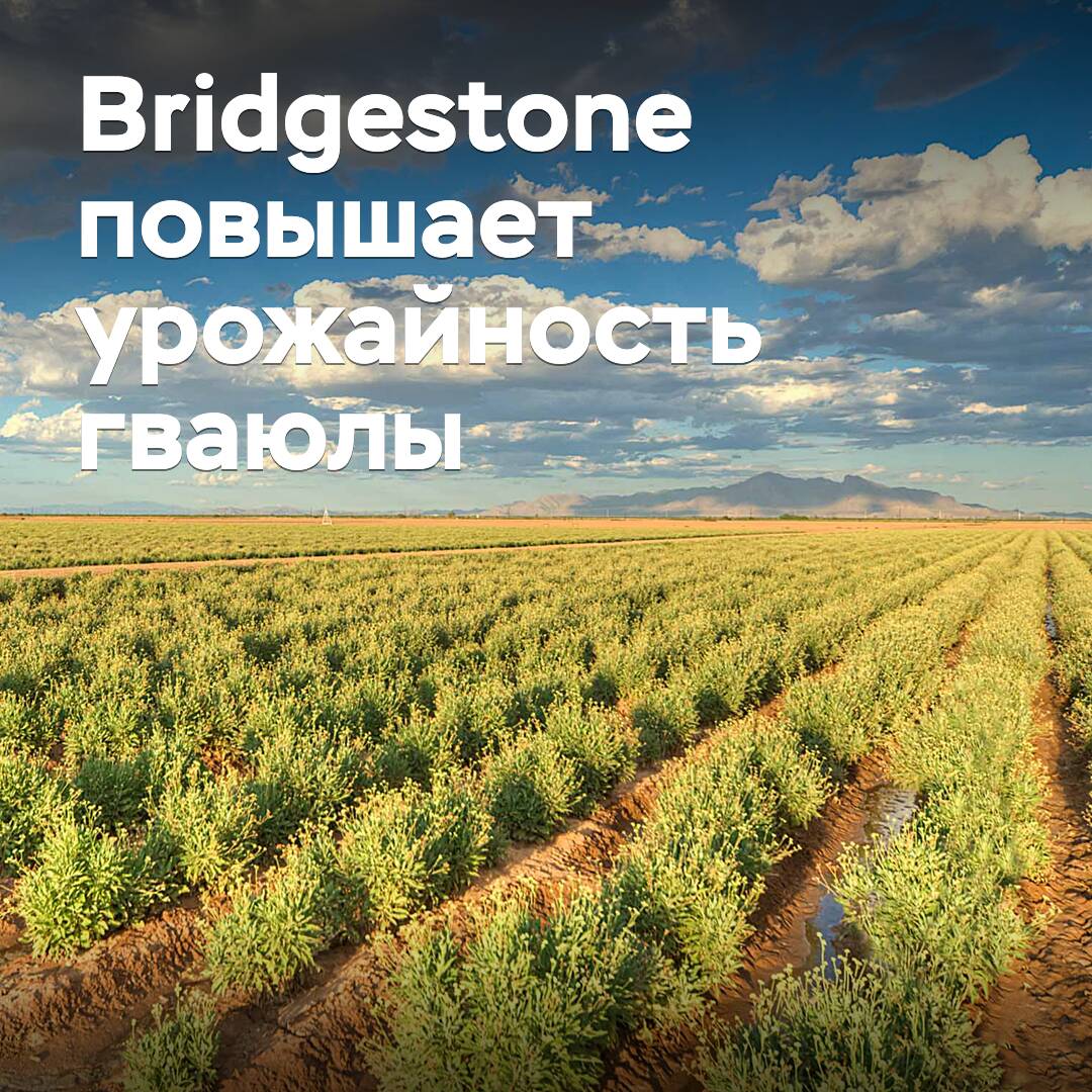 Bridgestone повышает урожайность гваюлы